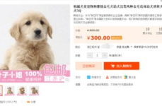 买狗网