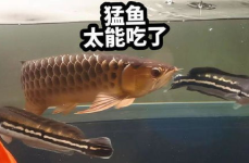娱乐吃瓜酱养鱼,娱乐吃瓜酱的养鱼心路历程
