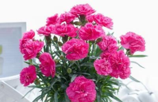 康乃馨花怎么养,从种植到收获的全面攻略