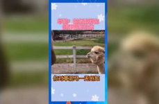 吃瓜群众娱乐素材网站,吃瓜群众独家娱乐素材大揭秘