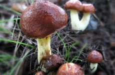 蘑菇图片,自然界的色彩与形态之美
